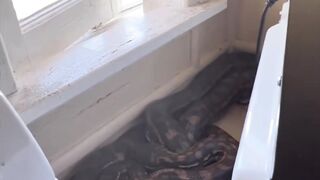 2 SNAKES IN THE KITCHEN ???? #coastalcarpetpython #reptile #snakecatcher #snake #wildlife #sunshinecoast