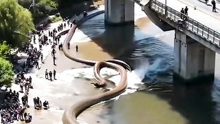 Bigg World Snake Work #foryou #animalstiktok #uktiktok #pppppppppppppppp #w #snake #animals #work