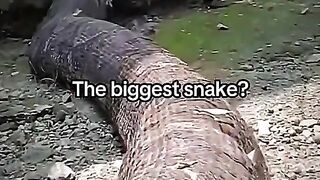 Playlists in bio #fyp #snake #bigsnake #python #edit