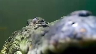 Wow! How did he survived that trap