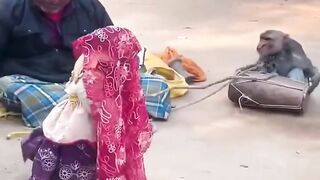Have you seen monkeys in a moment of dancing and fun?