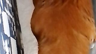 Meus bebês comando