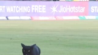 ChampionsTrophy #Cricket Cat
