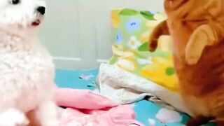 قم بإطعام قطتك طعامًا عالي الجودة. يمكنك الاختيارj