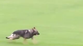 This police dog is well-trained ????????????❤️.