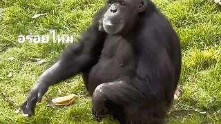monkey smoking