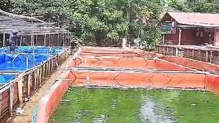 Awal budidaya berapa kolam, dan sekarang kalian sudah punya berapa kolam❓