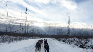 Dogs and a walk in the snow