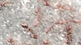 Red Ants