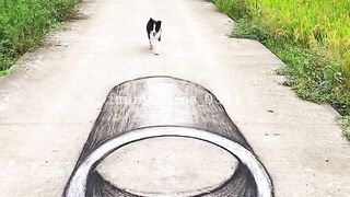 #funnyvideos_0311 #funny #funnyvideos #comedyfunnyvideos #funnyvideos2023