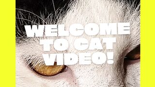 Cute cat meow intro