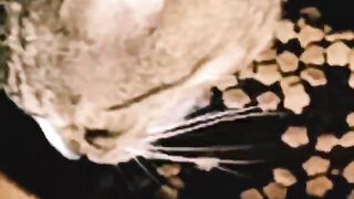 Cute cat eating