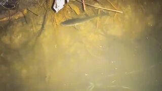 "Patience, nature, and a quiet river—this is where the real catch happens. ???????? #FishingAdventures #RiverEscape"