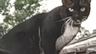 Two cute cat meeting