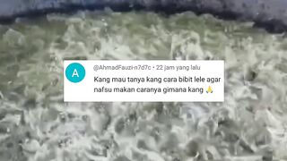 Cara agar ikan lele nafsu makan nya terjaga dan tidak ada kata malas makan