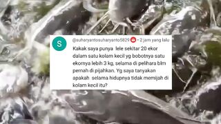 Mijah dan buang telur itu beda, mau tau perbedaan nya, tonton video ini