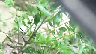 Cat Fighting in Garden