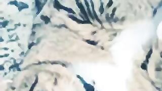Funny cute cat