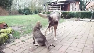 Cat & Dog Playing in Field