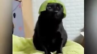 Cat's and dog