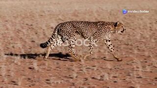 Lion vs Tiger Fight