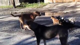 Dogs & Kids Playing