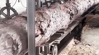 Cutting huge trees has never been easier