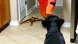 Funny pets☆☆☆
