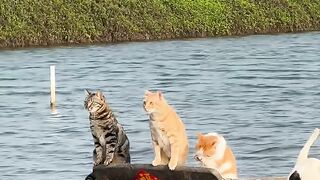 kucing anteng