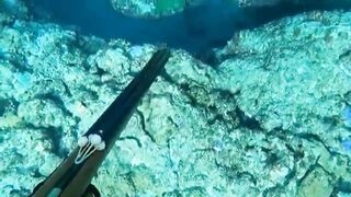 Hunting Fish in the Ocean! Precision Spearfishing with a Speargun