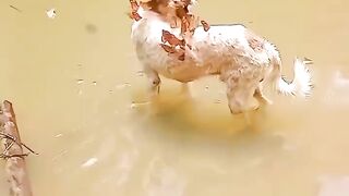 ANJING DI SERANG KUPU KUPU BIKIN NGAKAK