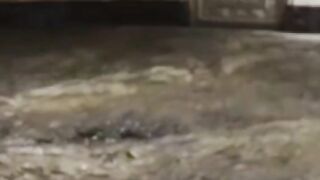 Beshak SubhanAllah ???????????????????? please like my video and Scribe my channel