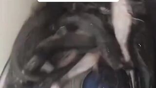 virall