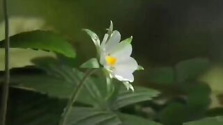 How a strawberry grows