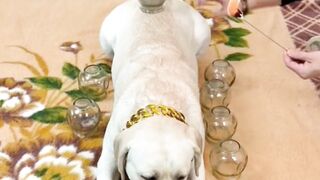#dog #funnytiktok #fyp #xuhuong2025