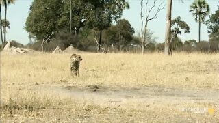 Angry Chacma Baboons.mp4