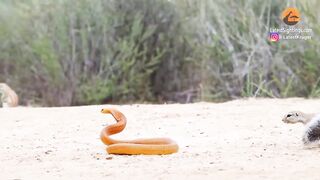 1 COBRA VERSUS 7 SQUIRRELS AND A MONGOOSE.mp4