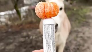 It's just a mandarin, nothing else to see here