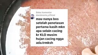 Pemijahan lele dimusim hujan susah pakan cacing sutera, ini solusinya