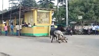 Bull Fighting