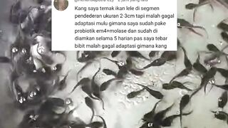Bibit lele gagal adaptasi, begini cara mengatasinya