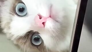 cat cute