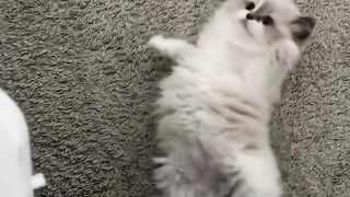 Cute kitten rolly-poly❤️