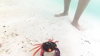 Puffer Fish