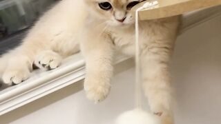 Cat 11