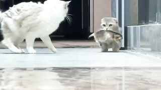 Cat 12