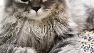 Cat 13