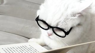 Cat 15