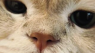 Cat 16