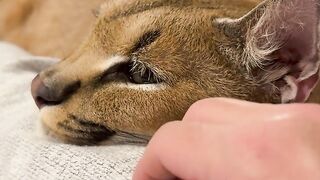 Cat 17